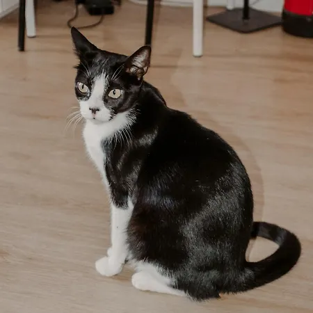 بيت شباب Rostelbem